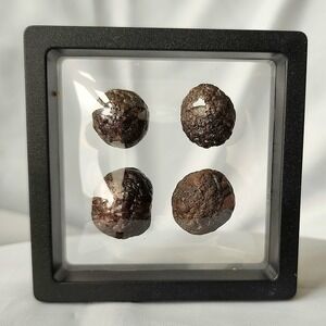 Dragon Egg Early Diagenetic Cretaceous Pyrite Nodule Concretion Mooreville Chalk